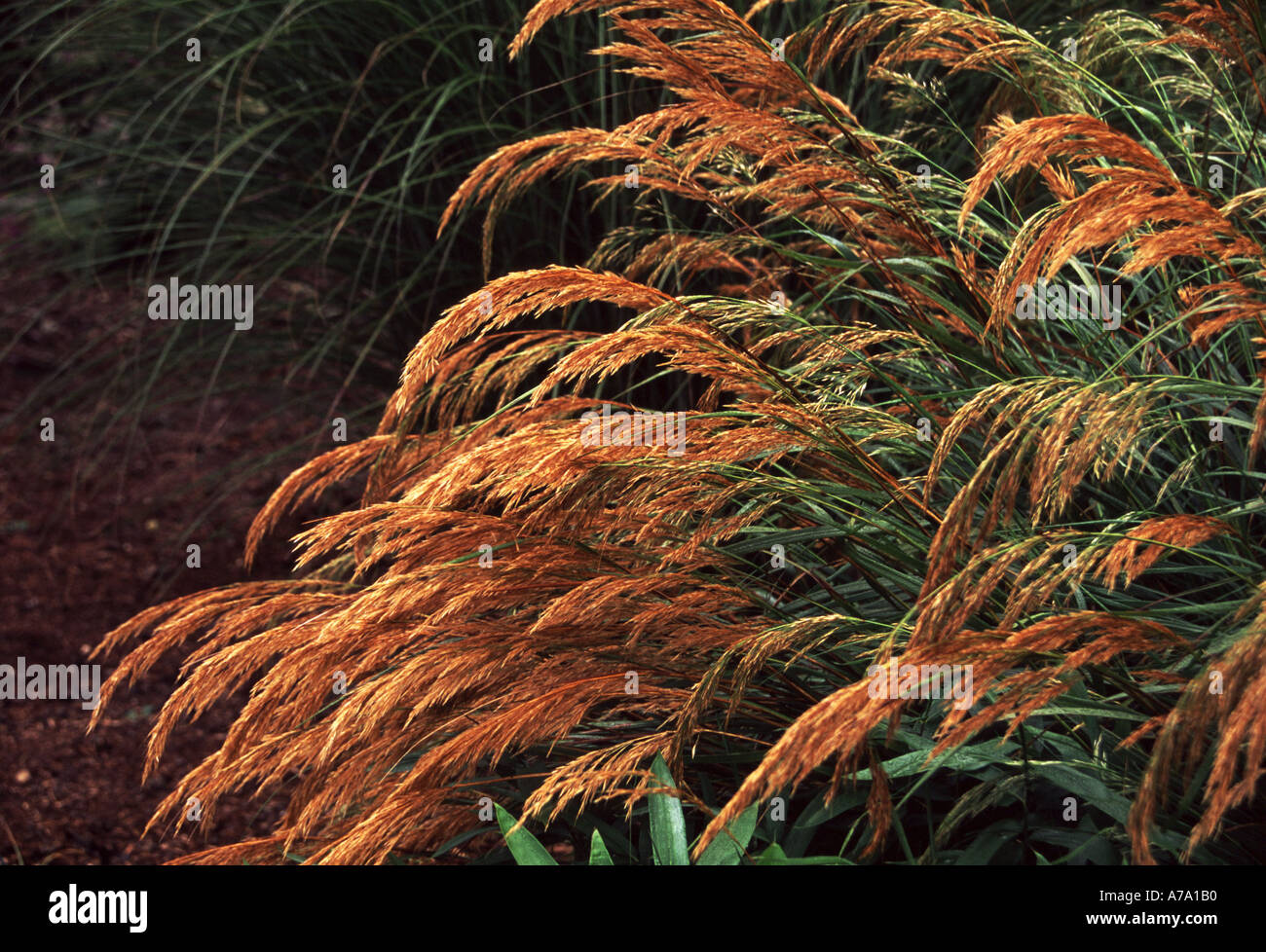 Stipa splendens hires stock photography and images Alamy