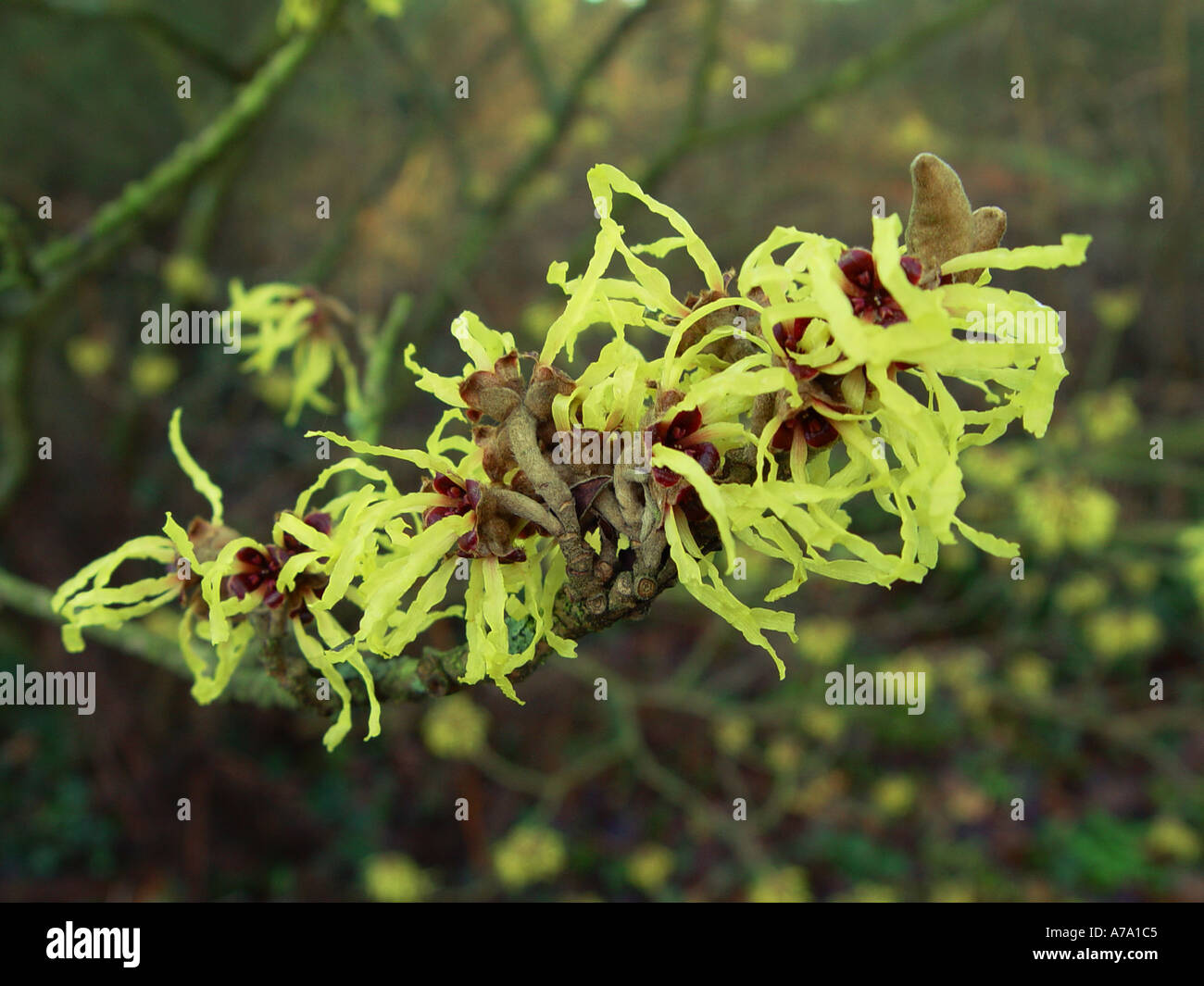 Hamamelis x intermedia Pallida Stock Photo - Alamy