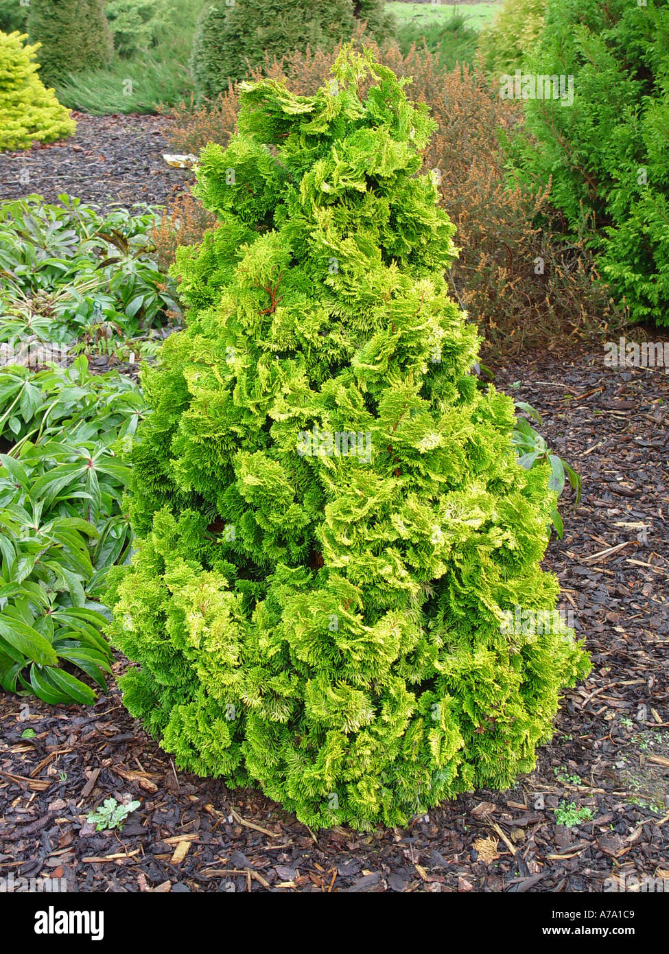 Chamecyparis obtusa nana Lutea Stock Photo