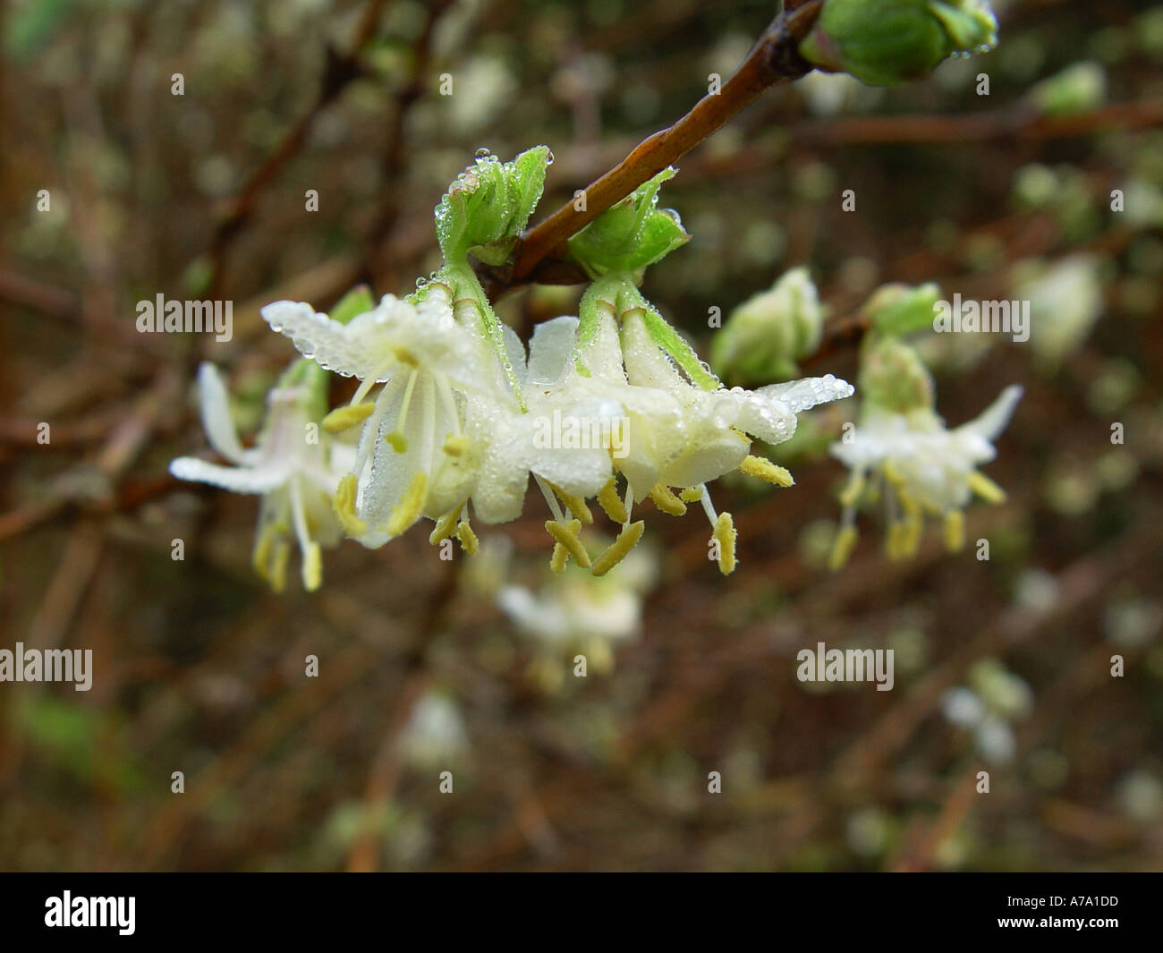Lonicera fragrantissima Winter flowering honeysuckle Stock Photo