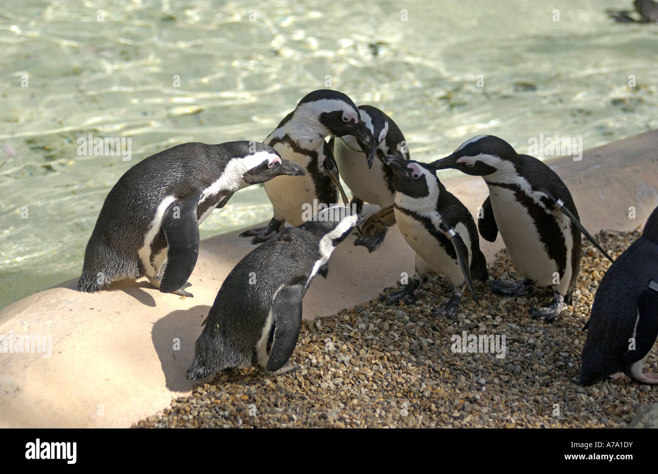 Blackfooted African “Jackass” Penguins in captivity have fun in the spring sunshine at a Zoo, England Stock Photo