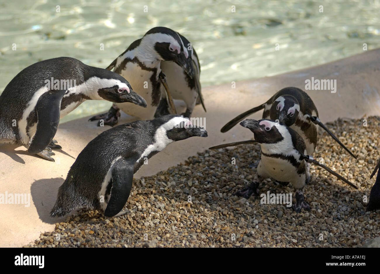 Blackfooted African “Jackass” Penguins in captivity have fun in the spring sunshine at a Zoo, England Stock Photo