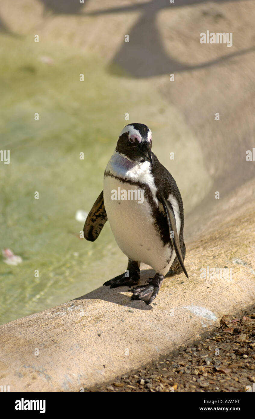 Blackfooted African “Jackass” Penguin in captivity takes a stroll in the spring sunshine at a Zoo, England Stock Photo