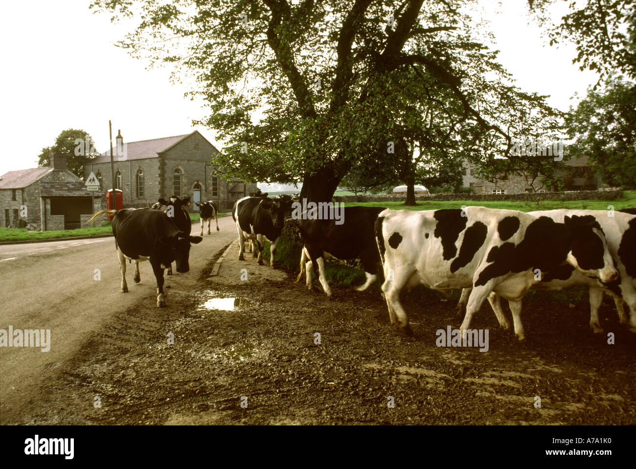 Dairy milk phonebox anfotu