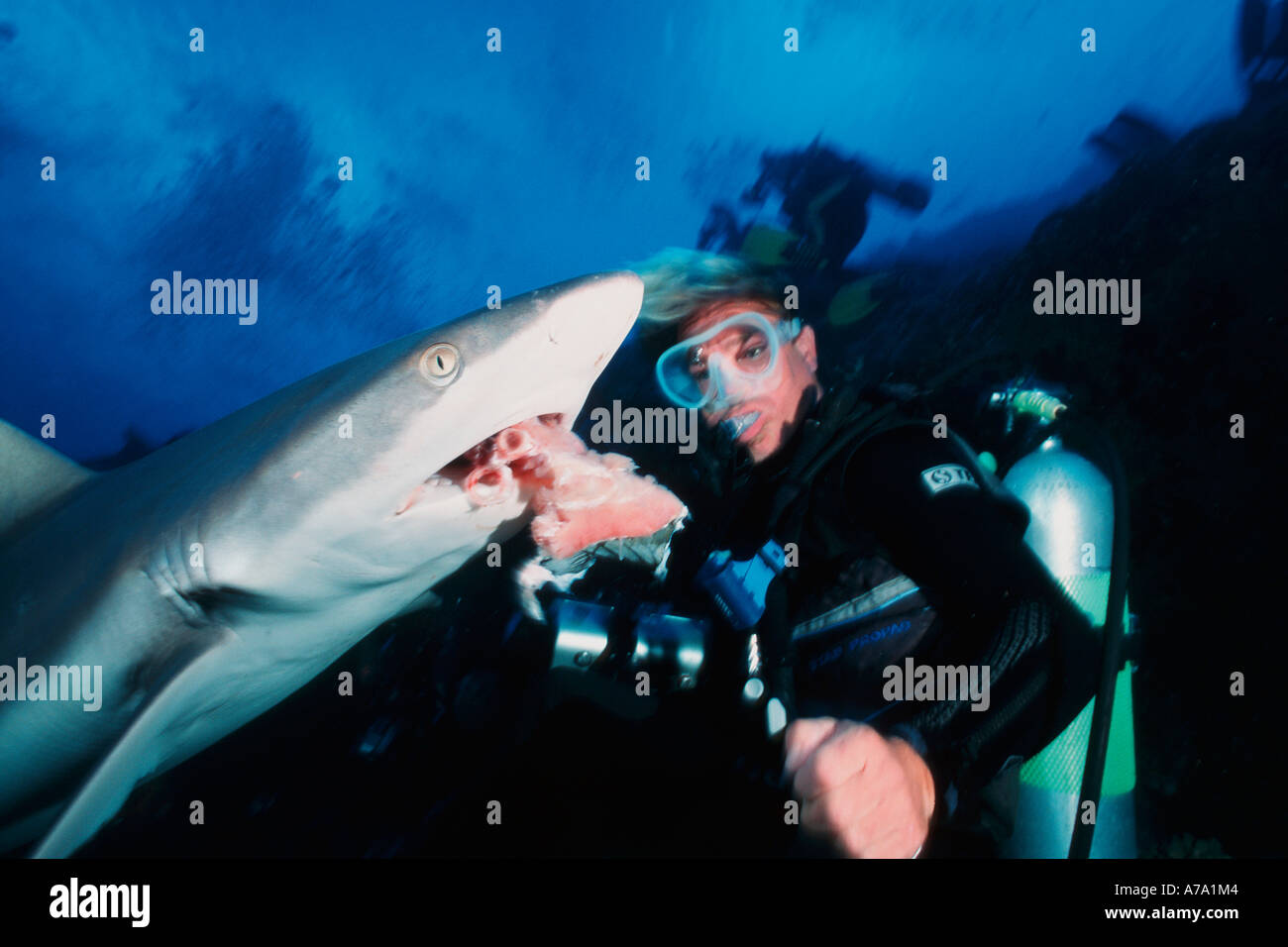 A diver handfeeds a Grey Reef Shark Carcharhinus amblyrhynchos Apataki Atoll Tuamotus French Polynesia Pacific Ocean Stock Photo