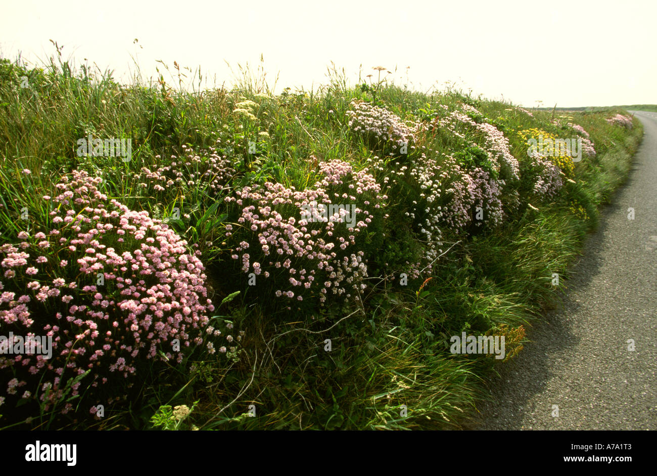UK England Cornwall wild flower filled hedgerow Stock Photo