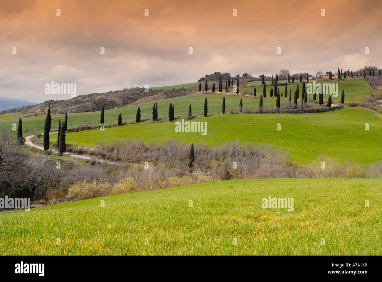 A road of cypress trees in a grassland locality La Foce Tuscany Italy Stock Photo