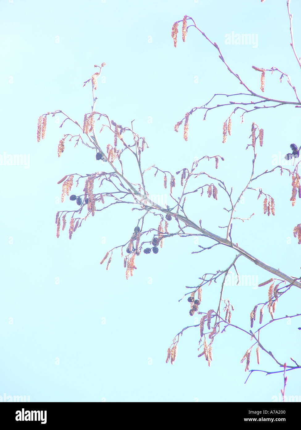 Alnus incana catkins high key Stock Photo