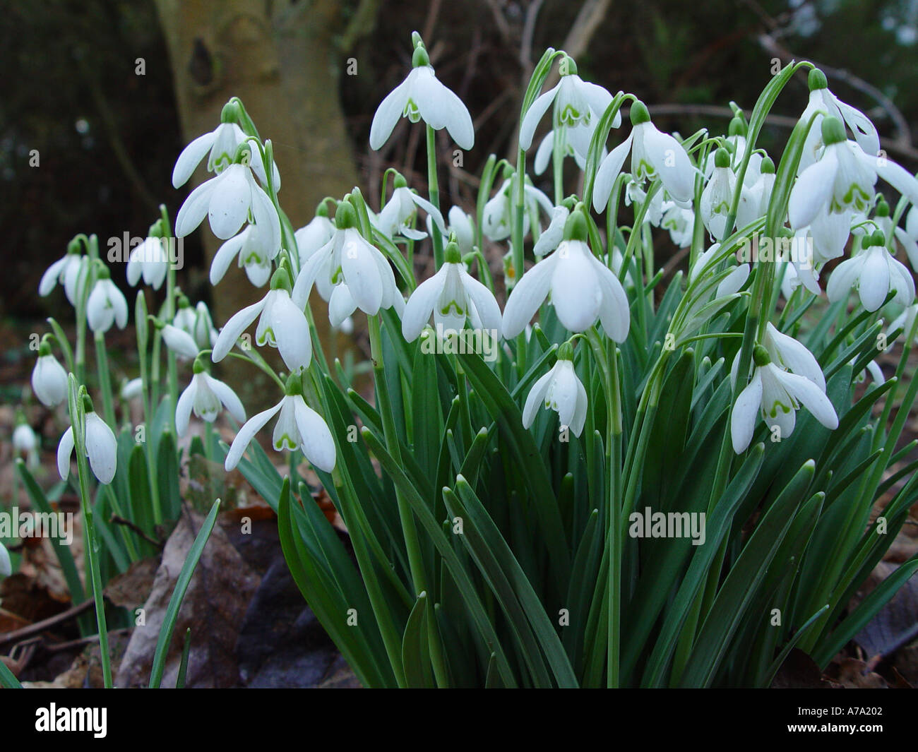 Galanthus nivalis Stock Photo