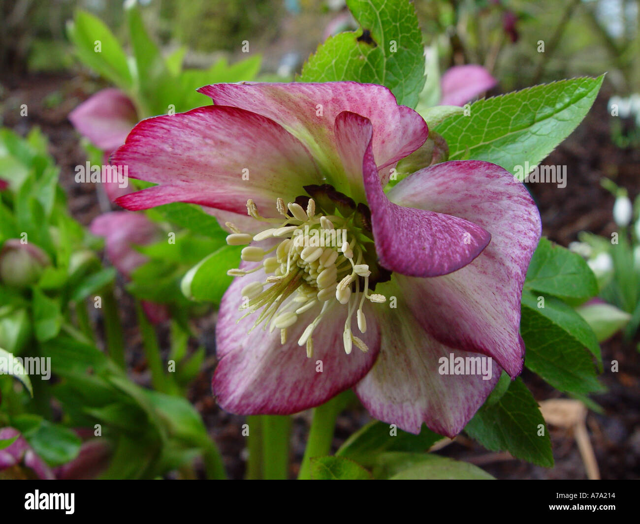 Red helleborus hi-res stock photography and images - Alamy