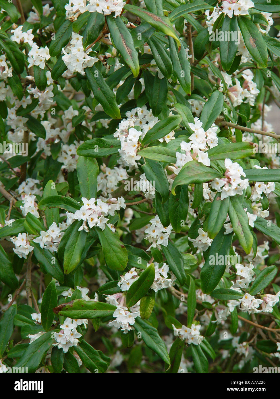 Daphne bholua Alba Flowering branches Stock Photo
