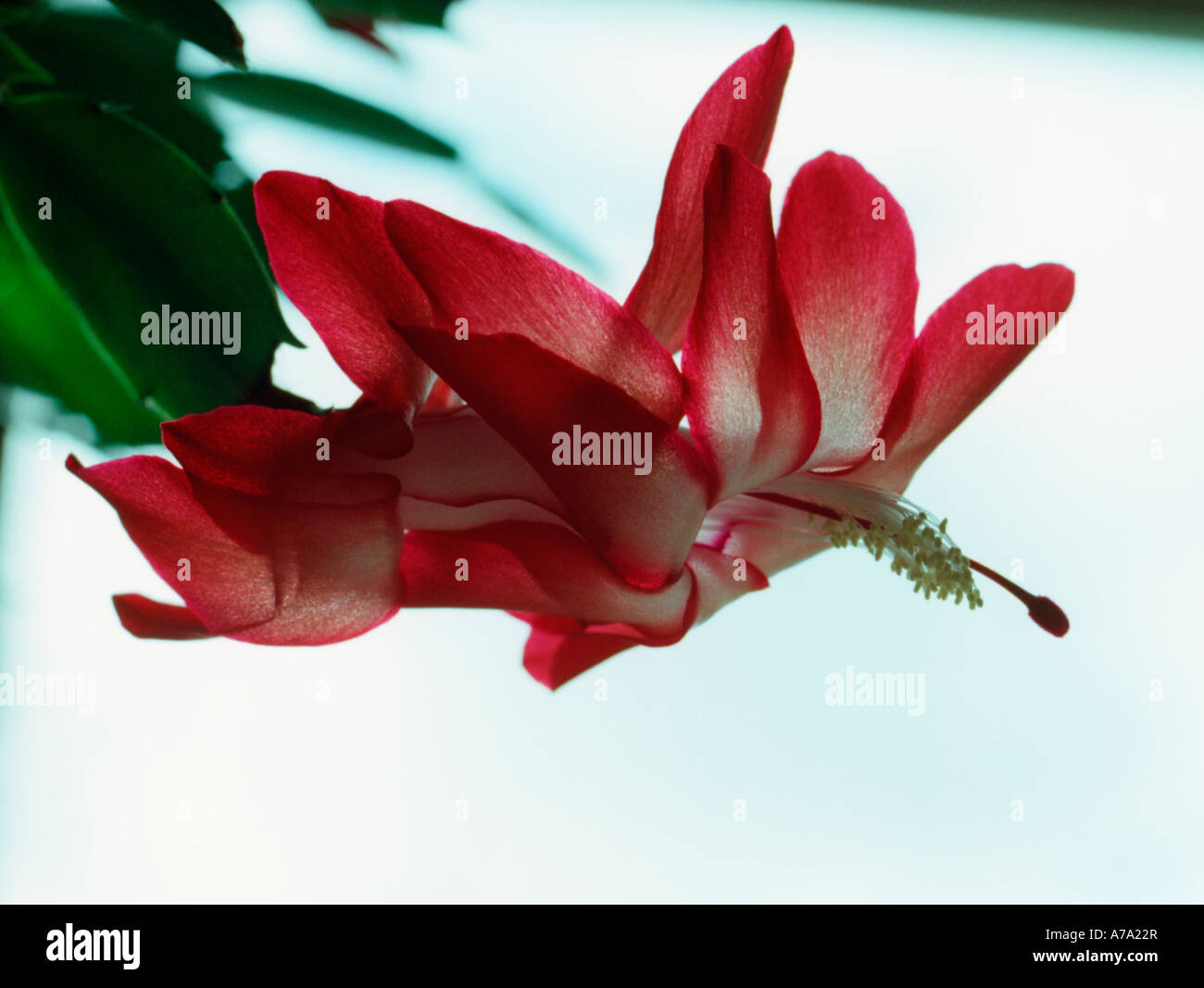 Xmas cactus flower Stock Photo Alamy