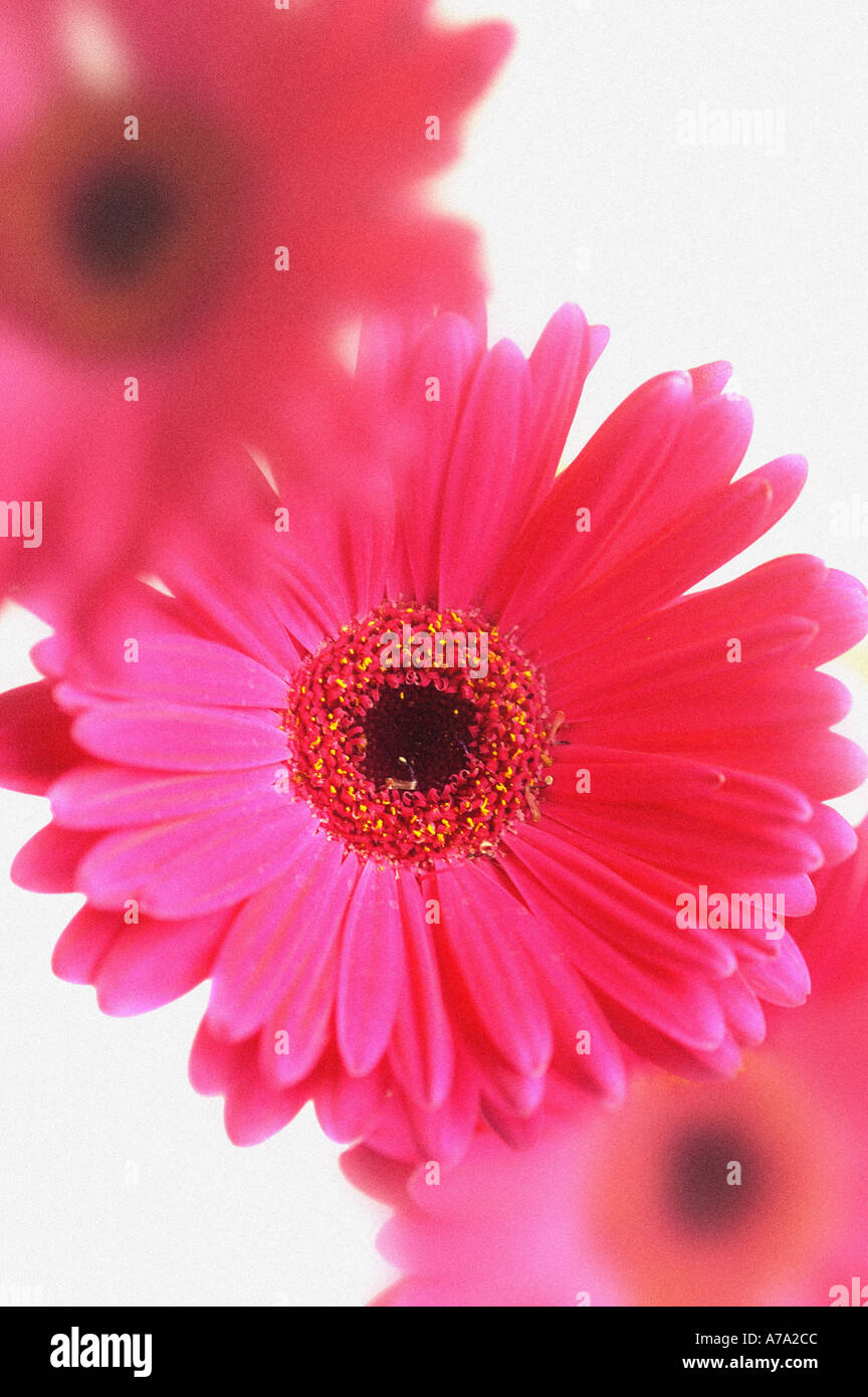 Pink Gerbera flower Stock Photo