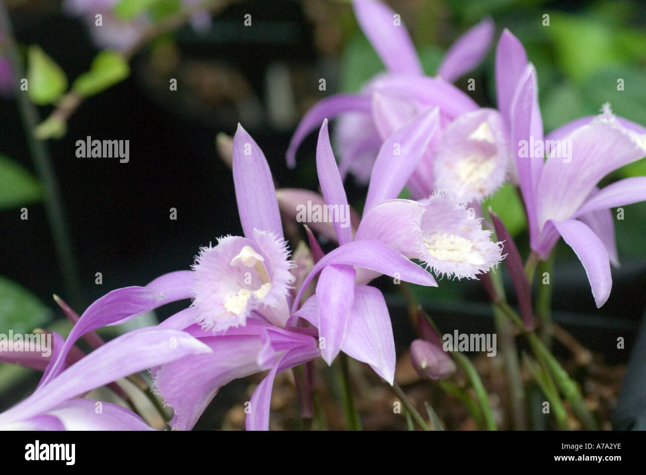 Orchid Pleione Kiluaea Stock Photo