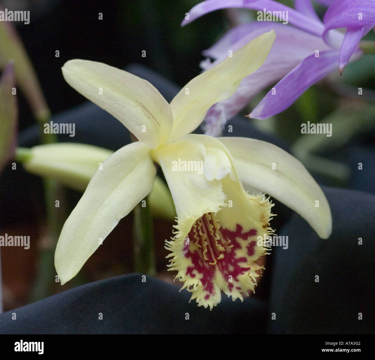 Orchid Pleione Shangtung Ducat Stock Photo