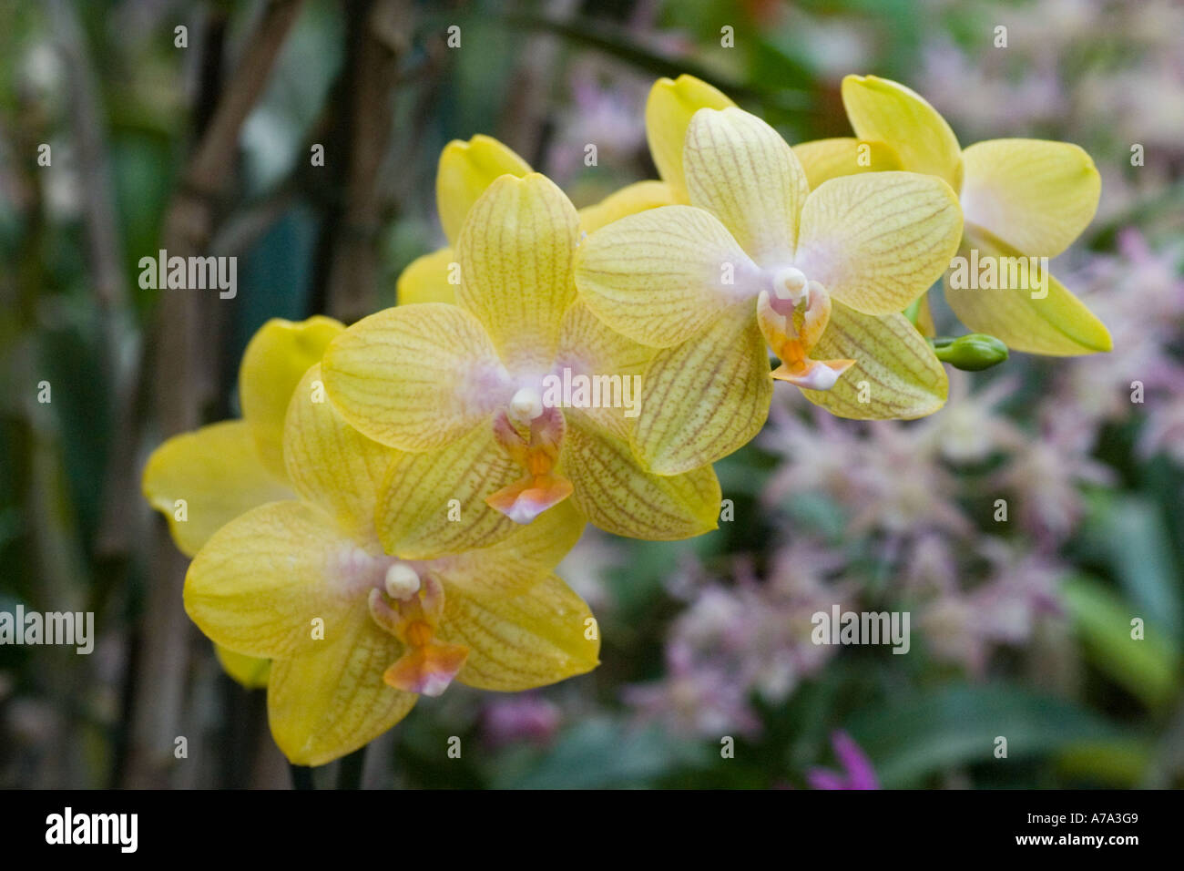 Phalaenopsis orchid Brother Golden Wish Stock Photo