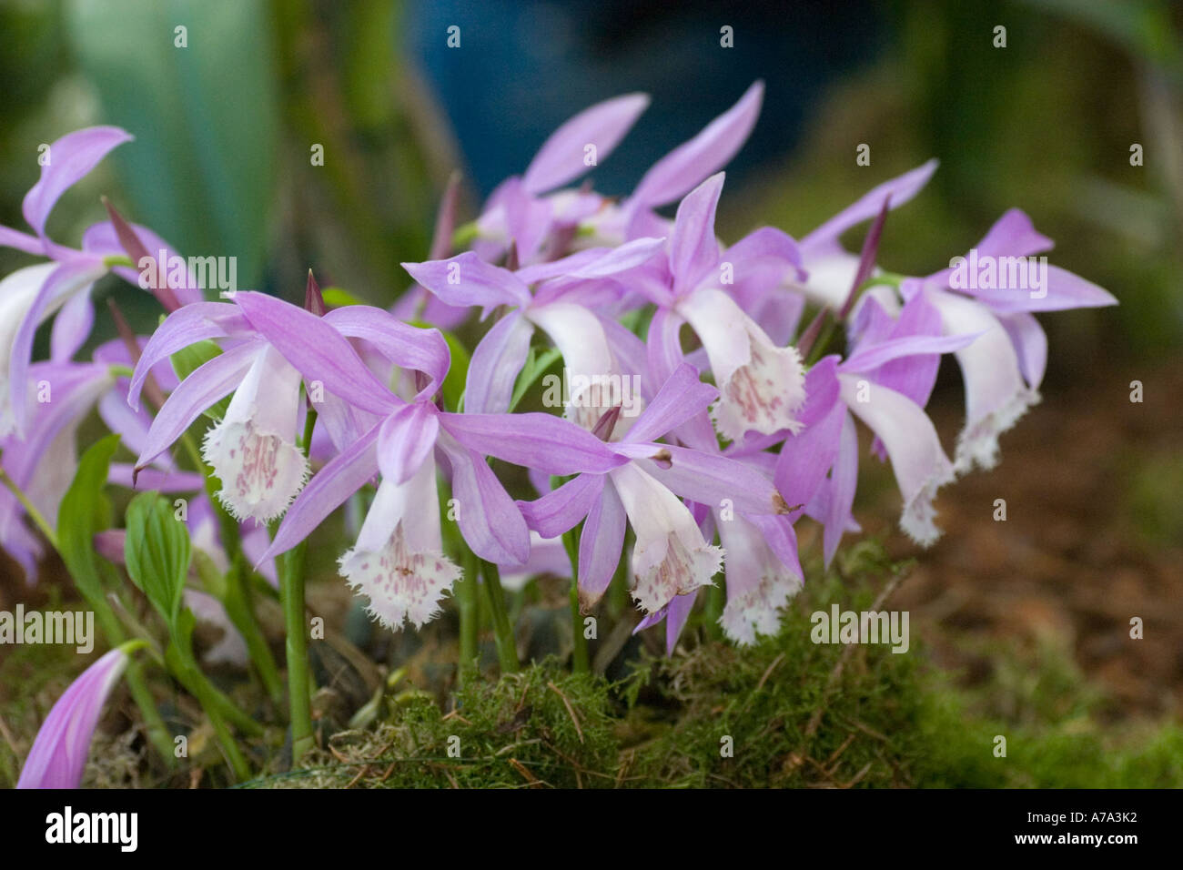 Orchid Pleione formosana Taiwan Stock Photo