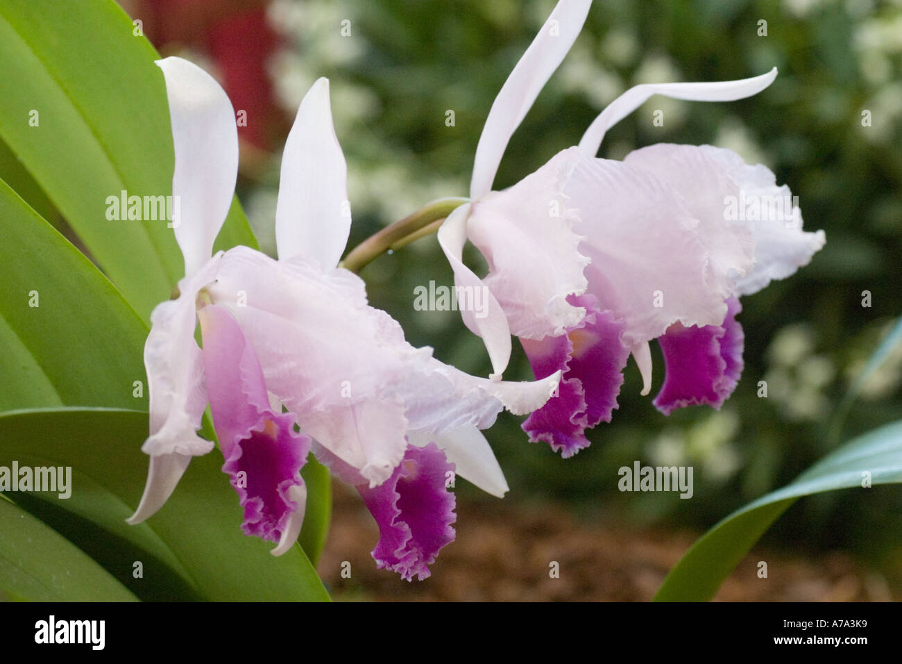 Orchid Cattleya trianaei Columbia Stock Photo
