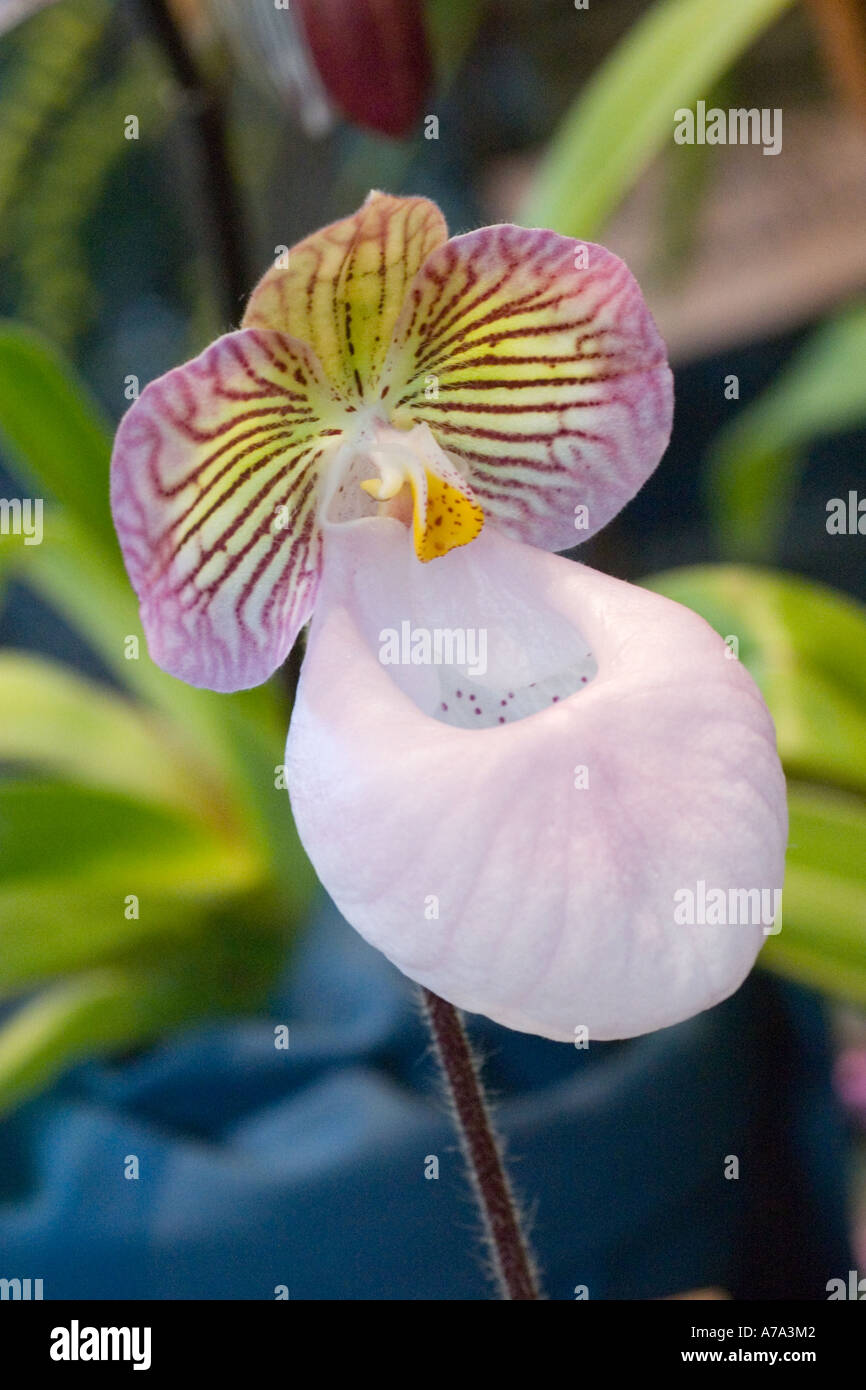 Orchid Paphiopedilum micranthum Stock Photo