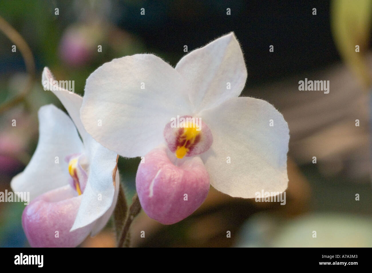 Orchid Paphiopedilum delenatii colourforms Stock Photo
