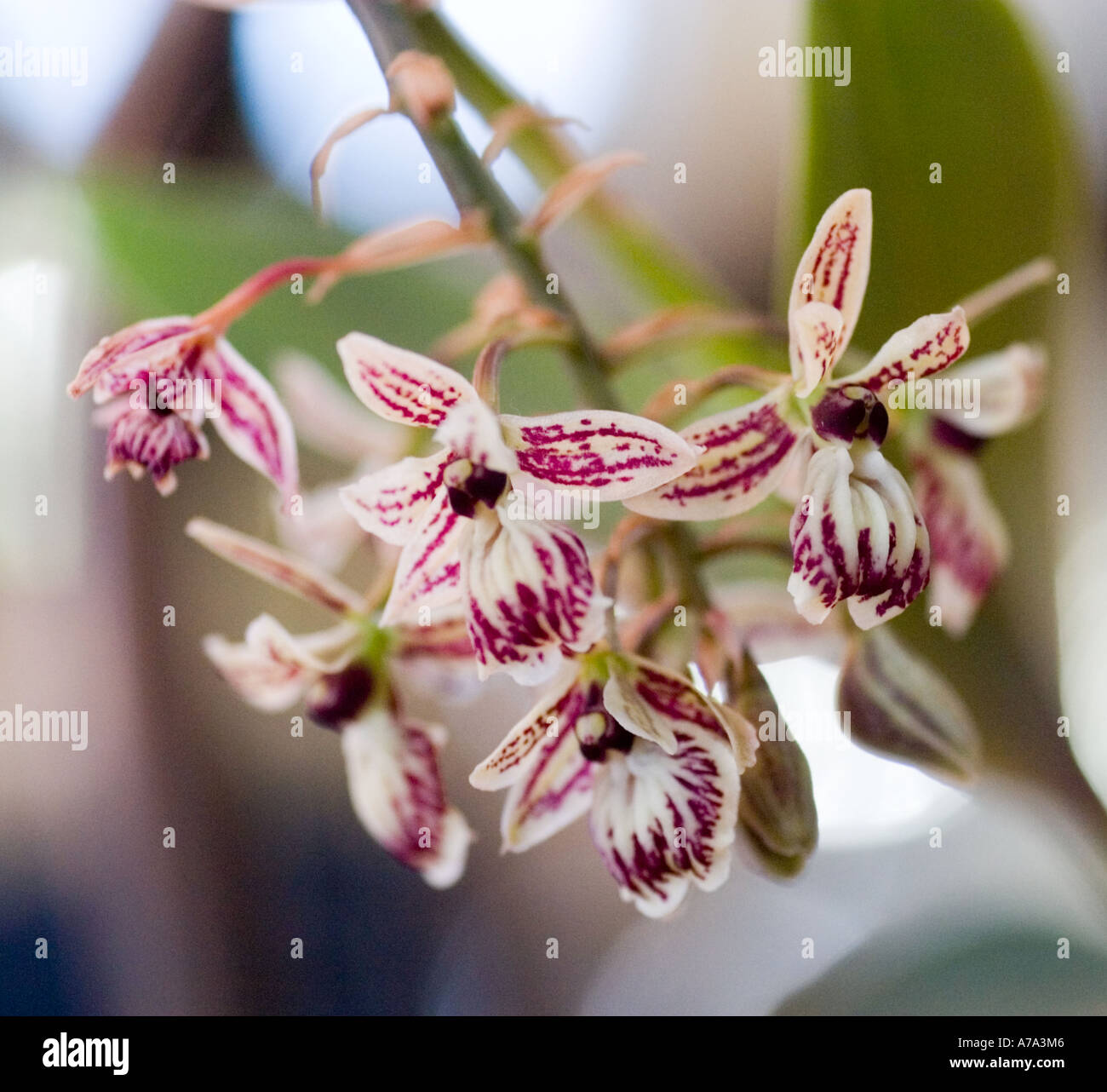 Orchid Epidendrum marmoratum Stock Photo