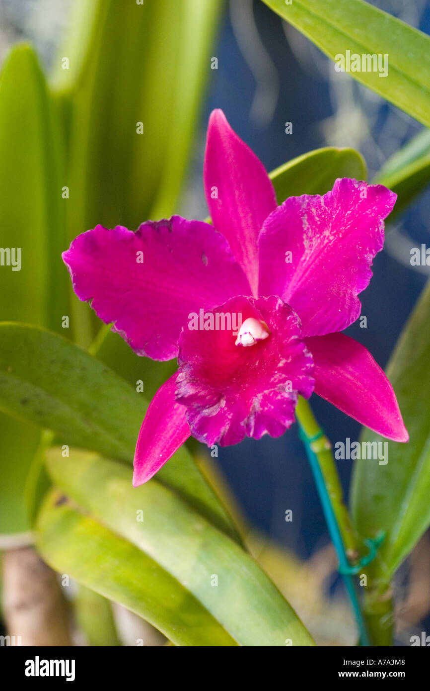 Orchid Laeliocattleya Carousel 'Crimson triumph' Stock Photo
