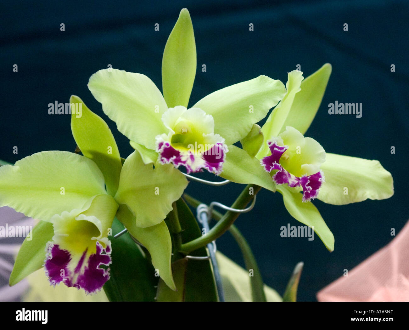 Orchid blc Greenwich Stock Photo