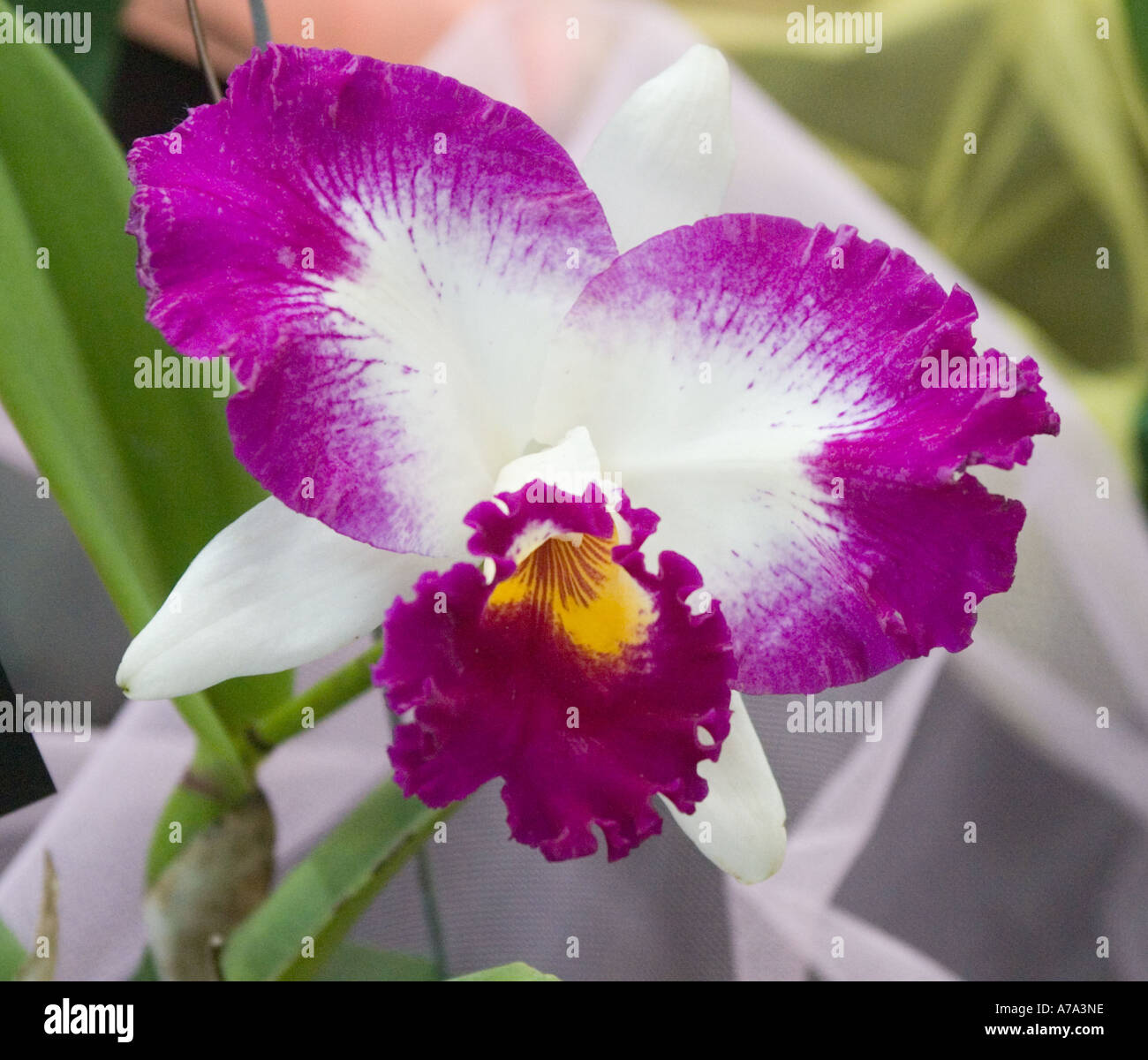 Orchid Lc White Spark 'Firing Cat' Stock Photo