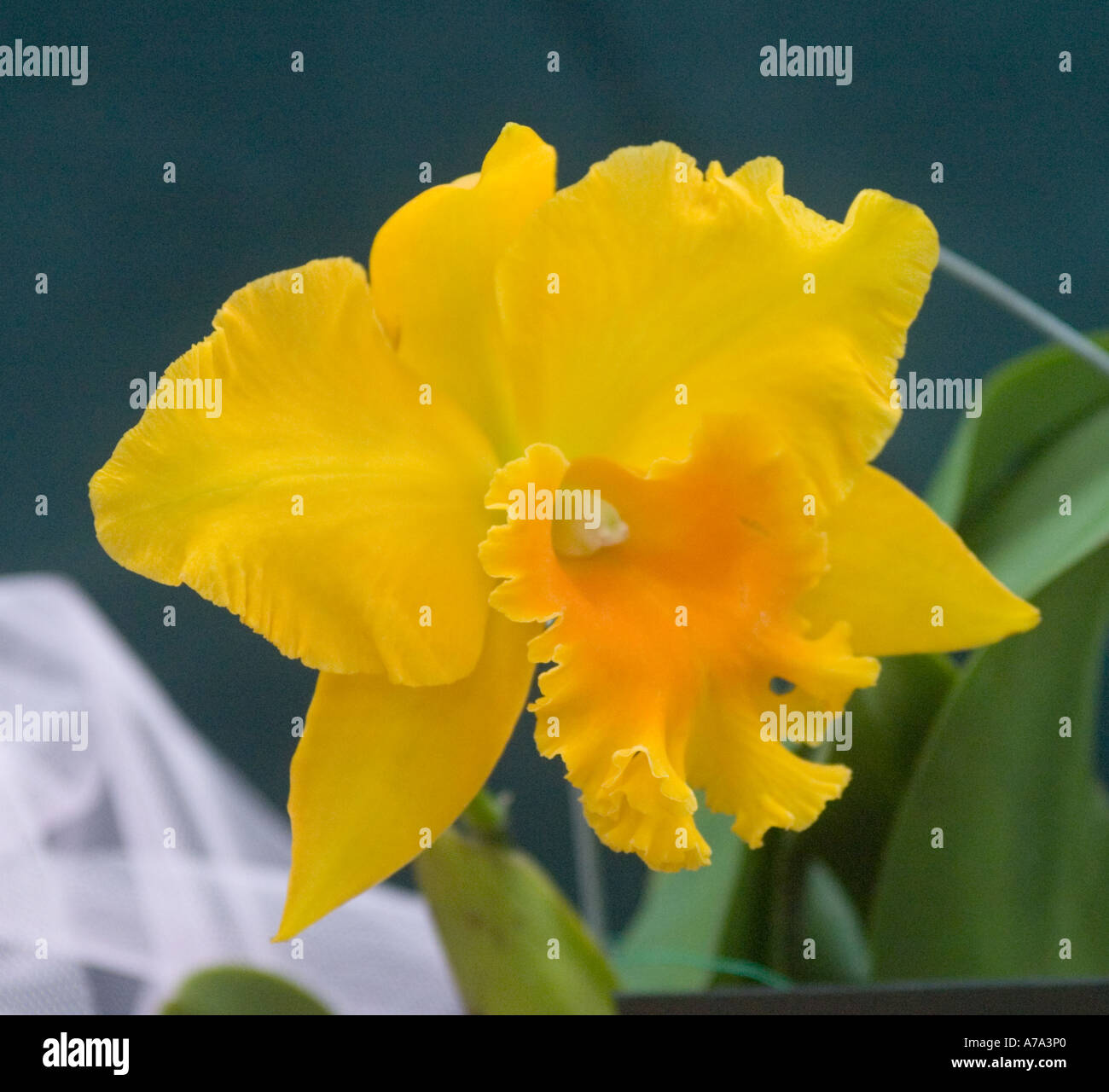 Orchid - pot. Haw Yuan Gold '0-2' Stock Photo