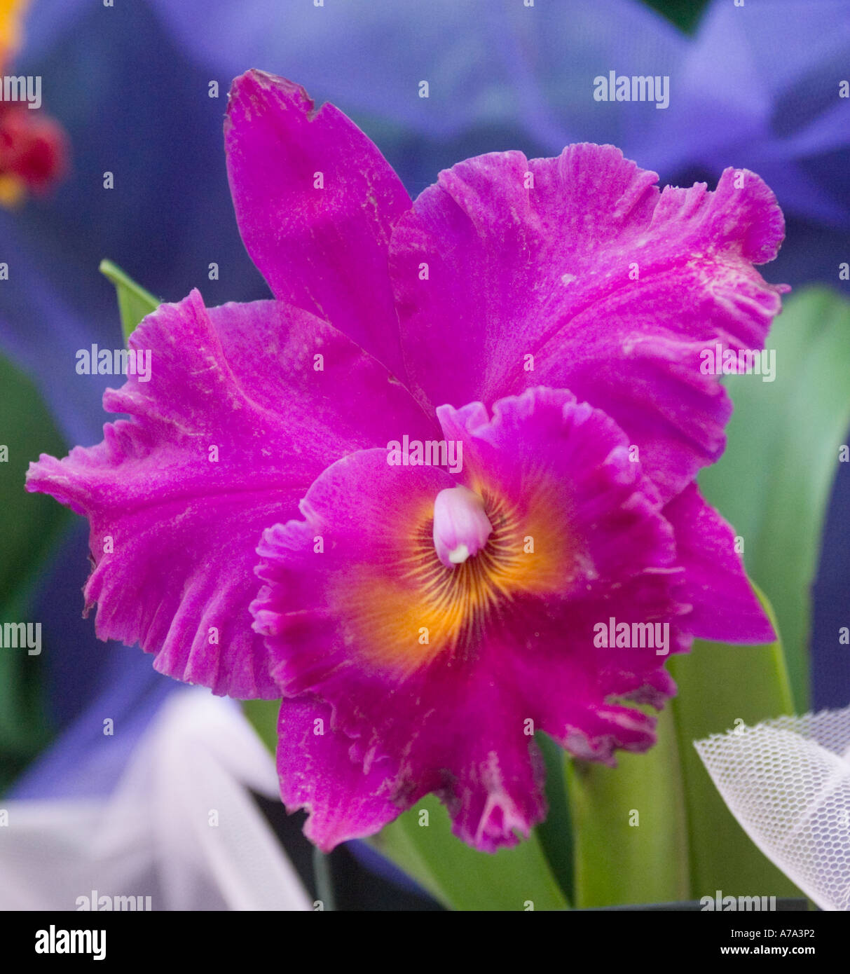 Orchid Blc. Cometstone Stock Photo