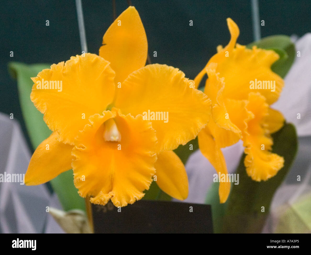 Orchid Blc. Taiwan Yellow Ball Stock Photo