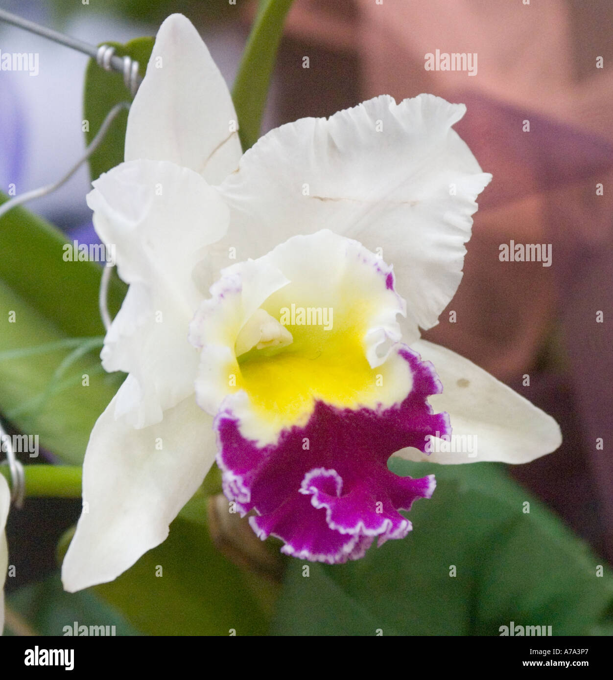 Orchid Blc. Beauty Girl 'Cukova' Stock Photo