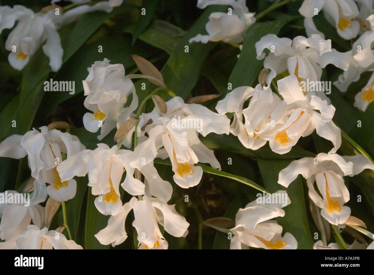 Orchid Coelogyne cristata (Himalayas) Stock Photo