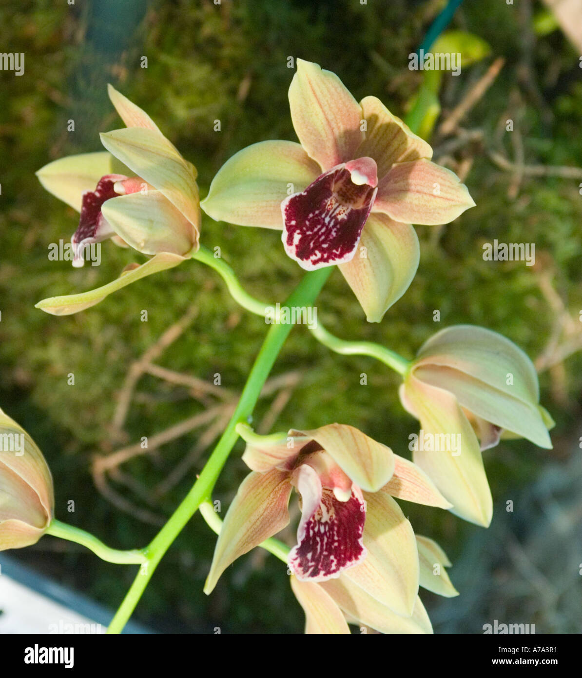 Orchid Cymbidium Bulbarrow 'Will Stutley' Stock Photo