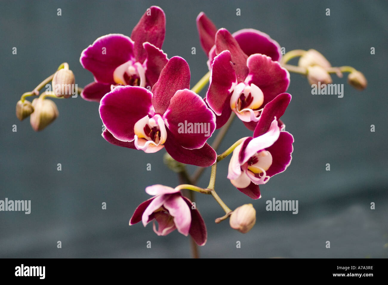 Orchid Dtps. Chain Xen Pearl Stock Photo
