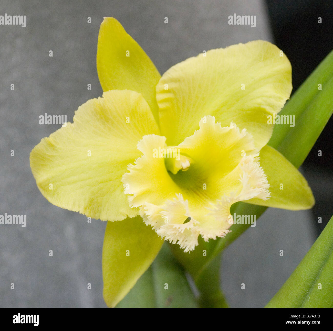 Orchid Pot. Duh's Wisdom 'Green Star' Stock Photo