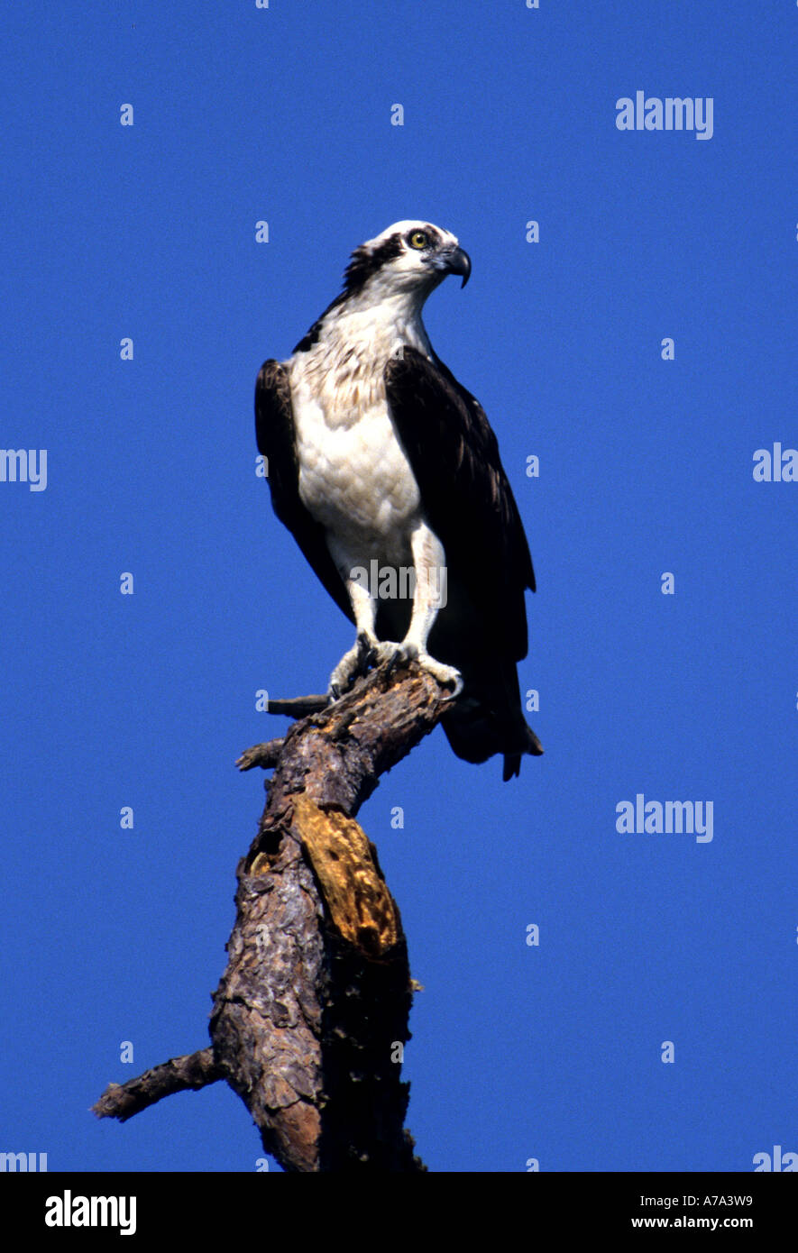 Osprey Everglades subtropical marshlands Florida, Stock Photo