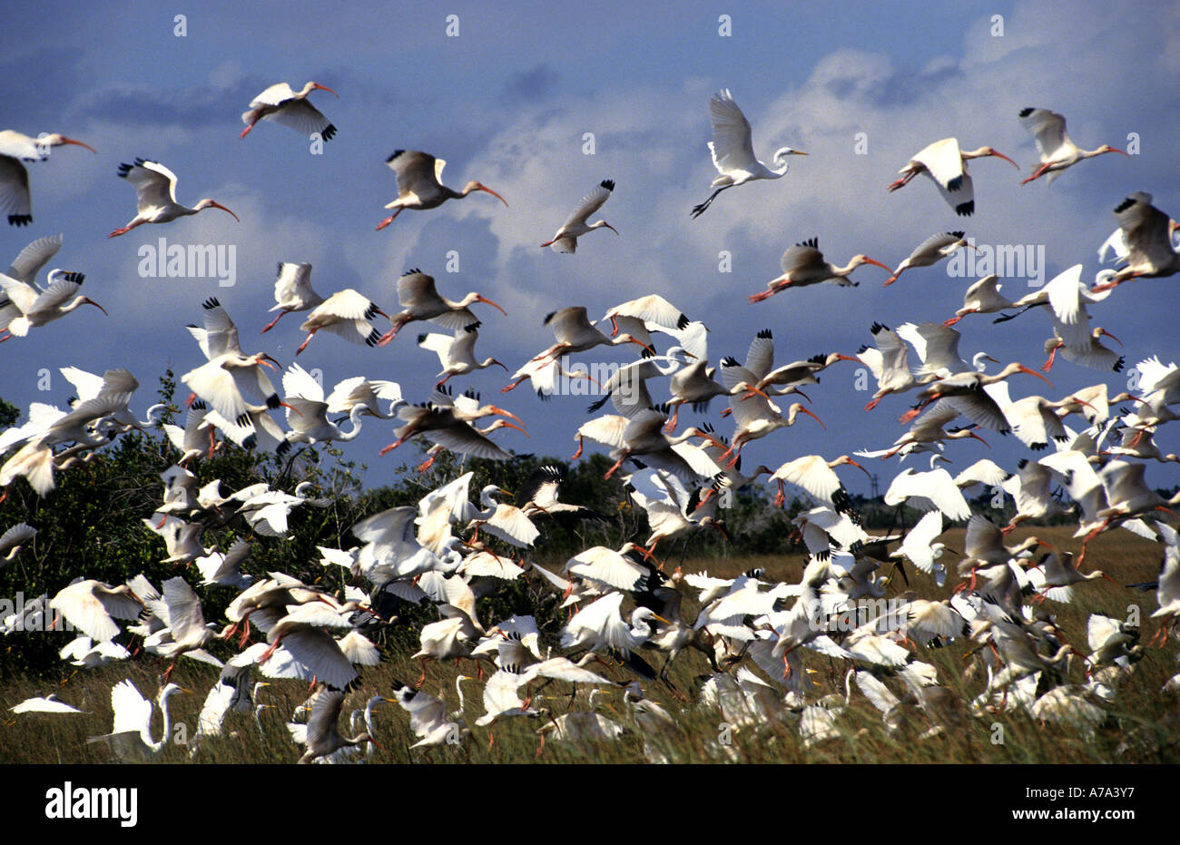 A huge group of white wading birds take flight together in one huge mass in the Everglades Florida Stock Photo