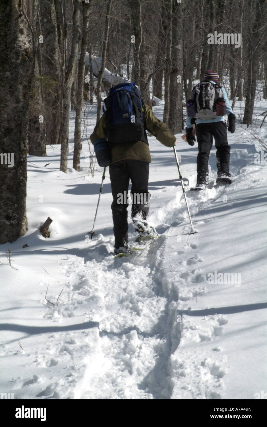 Hikers snowshoeing on Starr King Trail in the White Mountains New