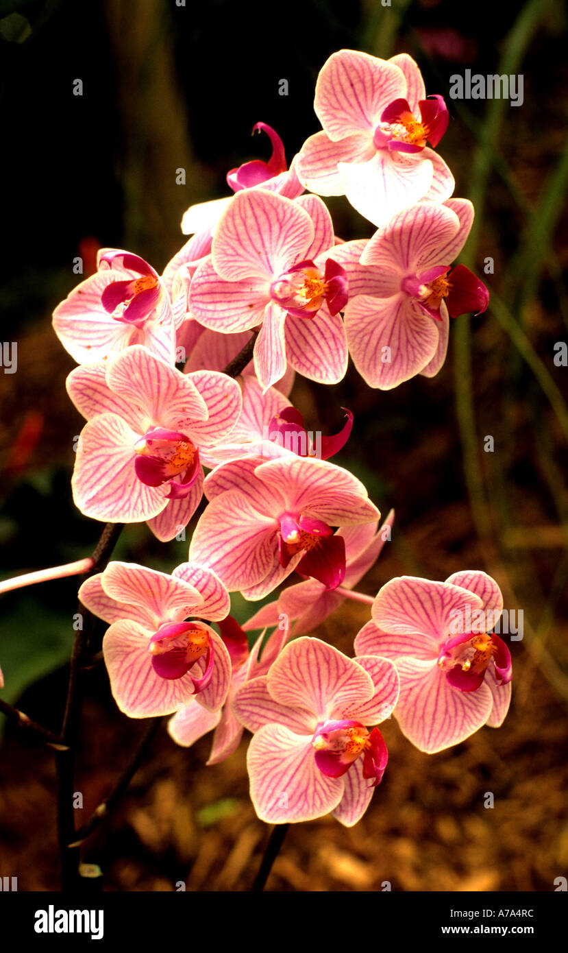 China Shanghai orchid orchids flower flowers organic botanic Chinese garden  Stock Photo - Alamy