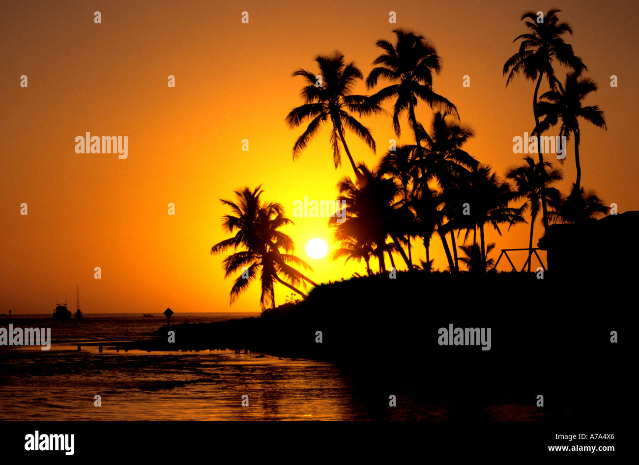 Palm tree sea beach hi-res stock photography and images - Alamy