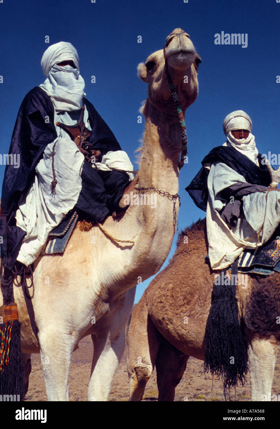 berber tribesmen riding dromedaries portrait algeria Stock Photo