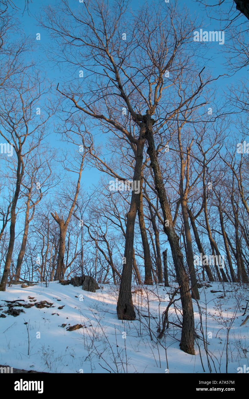 Forest at Mount Tom State Reservation. Monadnock M M Trail in