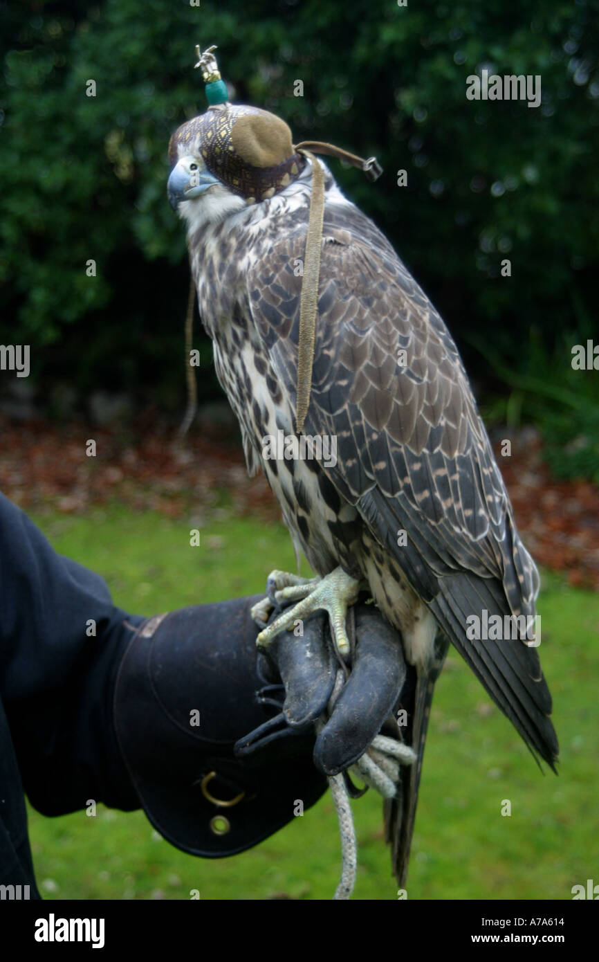 Falcon with hood perched on falconers gloved hand. Stock Photo