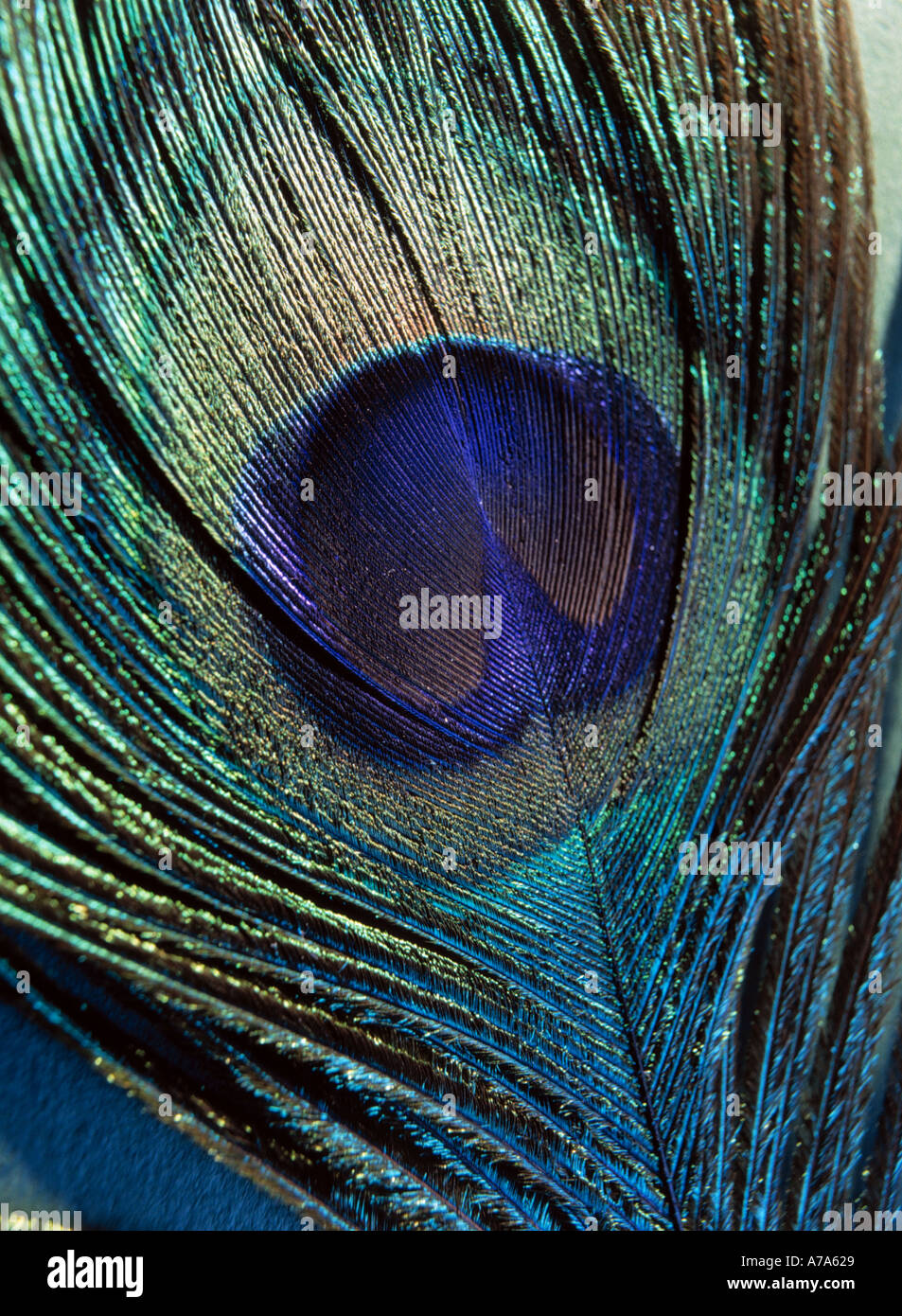 feather of a peacock Stock Photo Alamy