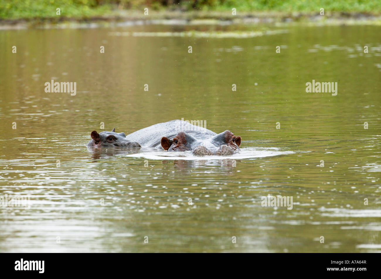 Hippopotamus mother and baby almost completely submerged in the water Sabi Sand Game Reserve Mpumalanga South Africa Stock Photo
