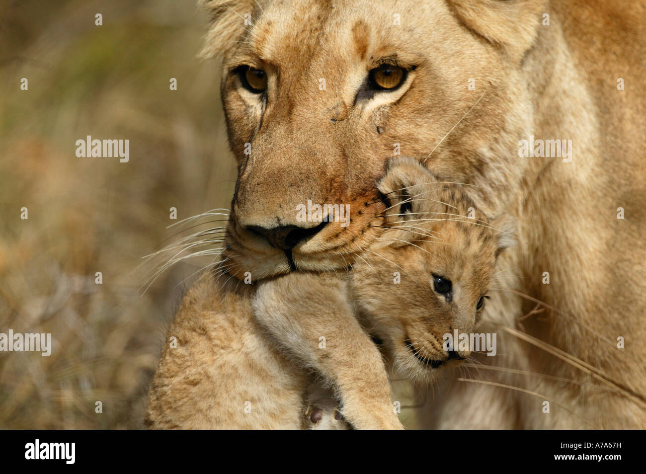 Lion carrying cub in mouth hires stock photography and images Alamy