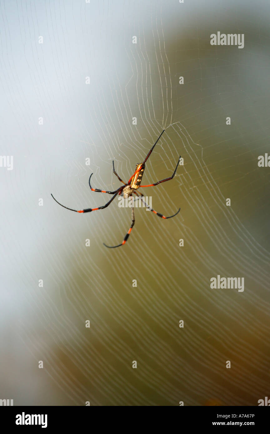 Golden orb spider on its web Sabi Sand Game Reserve Mpumalanga South Africa Stock Photo
