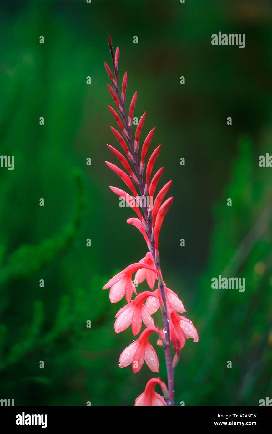 Unidentified Watsonia species flowers Outeniqua Mountains Cape Province South Africa Stock Photo