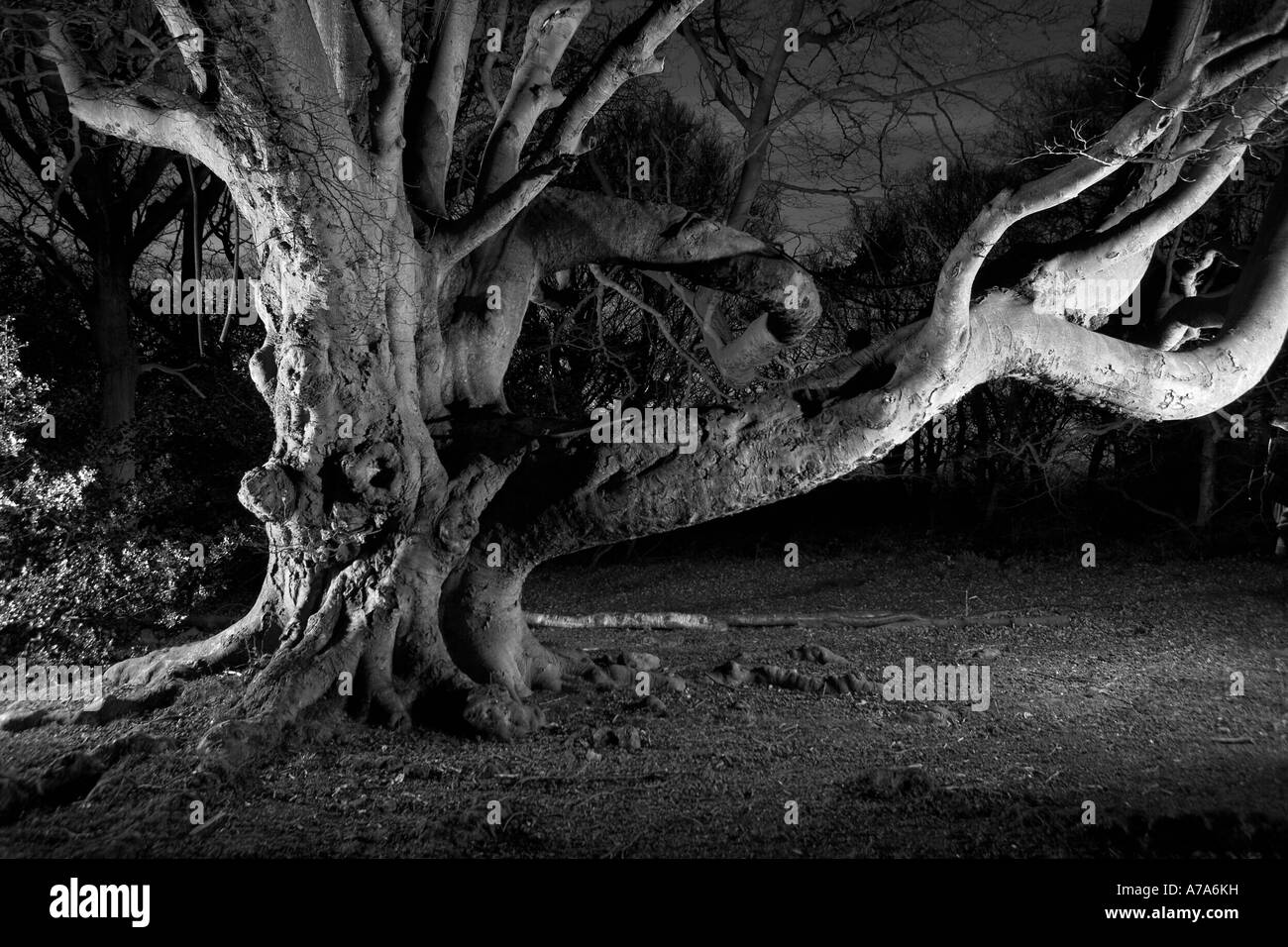 Old beech tree in Black and White Stock Photos & Images - Alamy